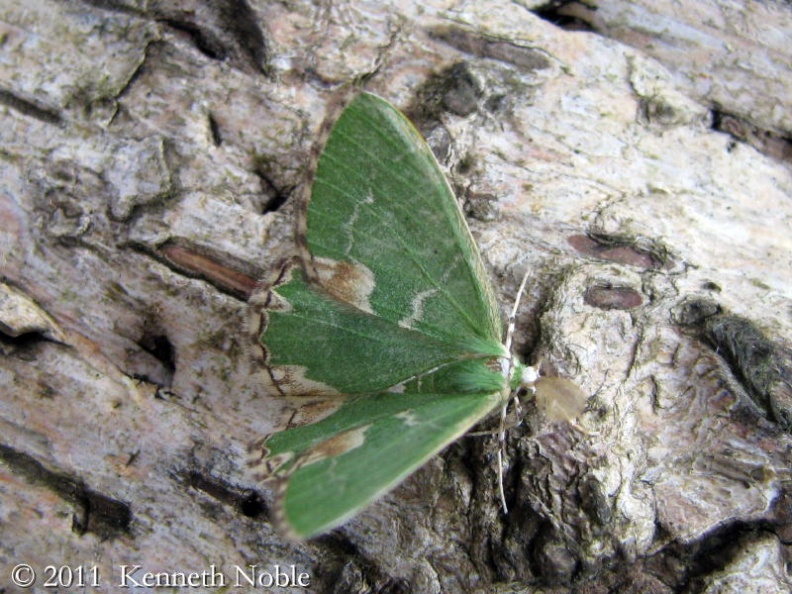 blotched emerald ex IMG_4432 _800_.JPG